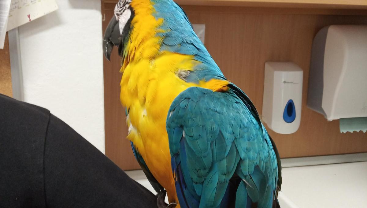 Ukázka papoušků ve škole