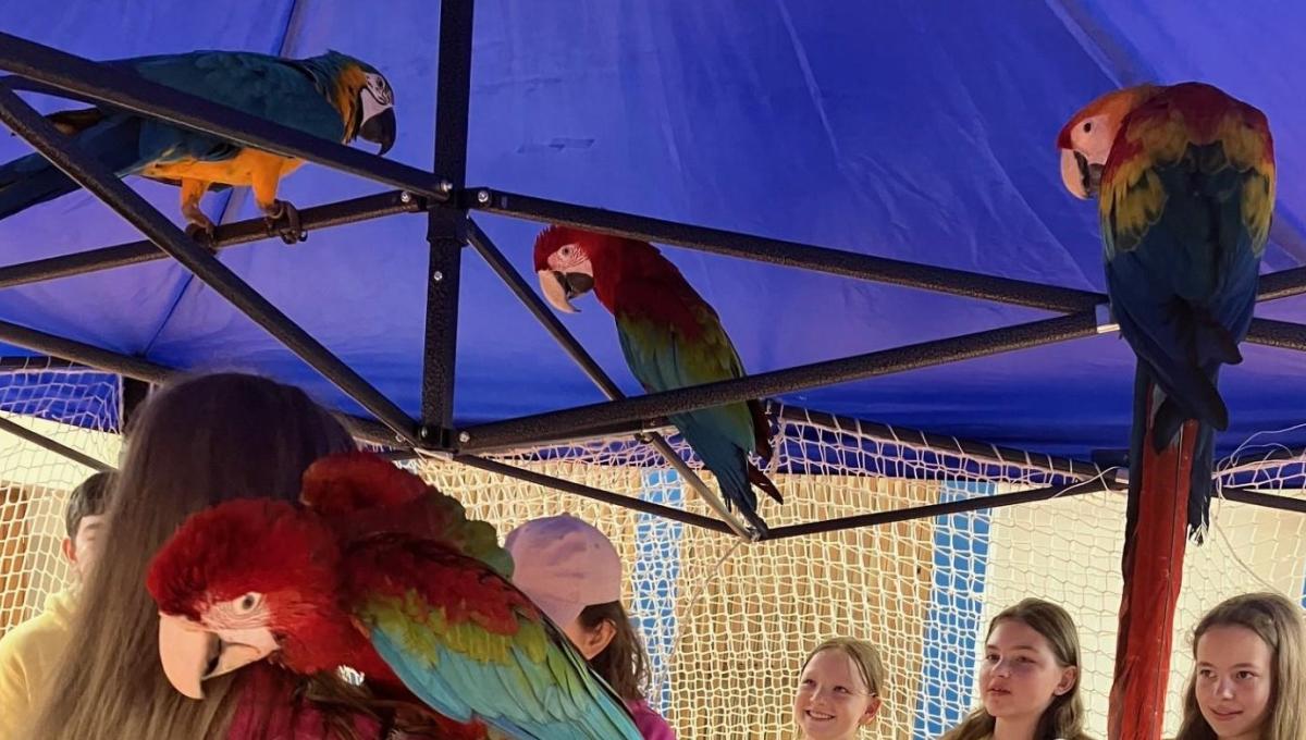 Přednáška o papoušcích