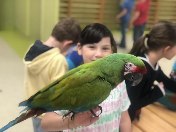 Přehlídka papoušků